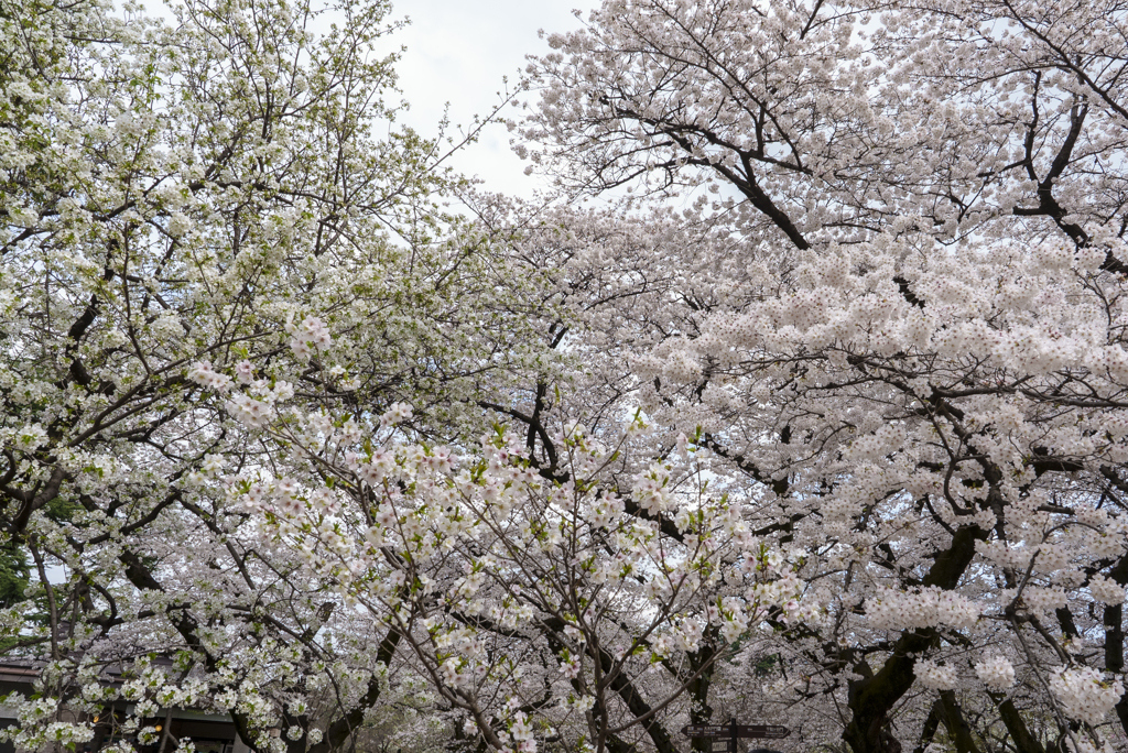 公園の桜
