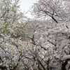 公園の桜