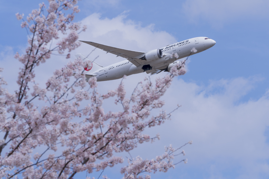 春色成田（ＪＡＬ）