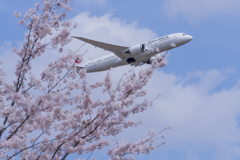 春色成田（ＪＡＬ）