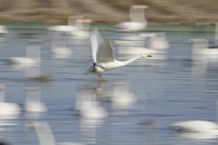 白鳥さん