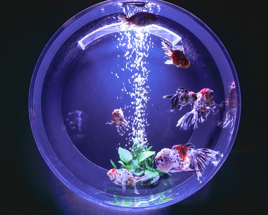アートアクアリウム