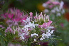 成田空港さくらの山公園にて