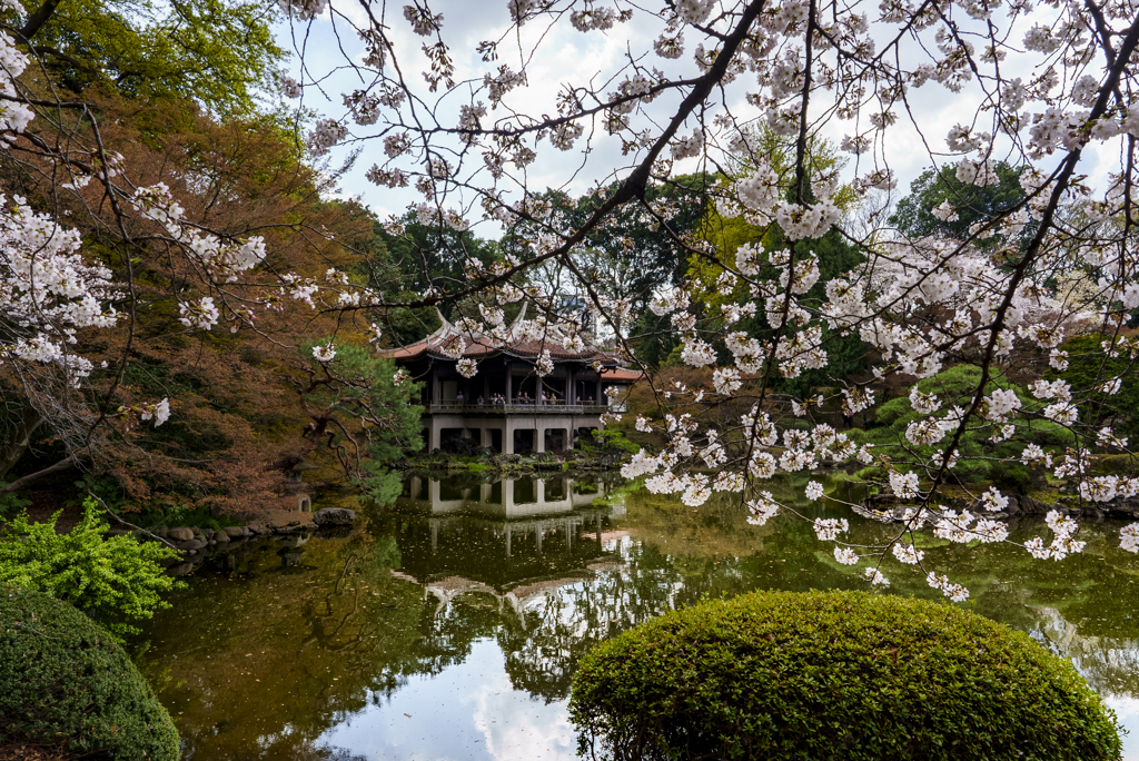 都内の桜