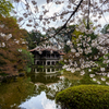 都内の桜