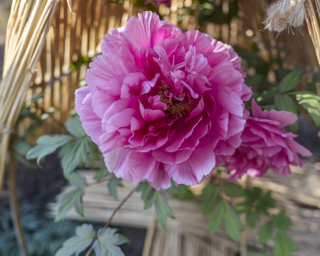 花王