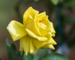 薔薇園にて（yellow-bird）