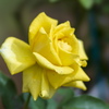 薔薇園にて（yellow-bird）