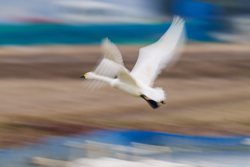 白鳥さん