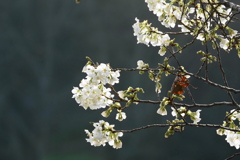 山桜 山桜