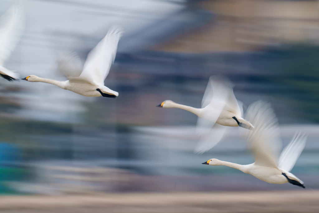 白鳥さん