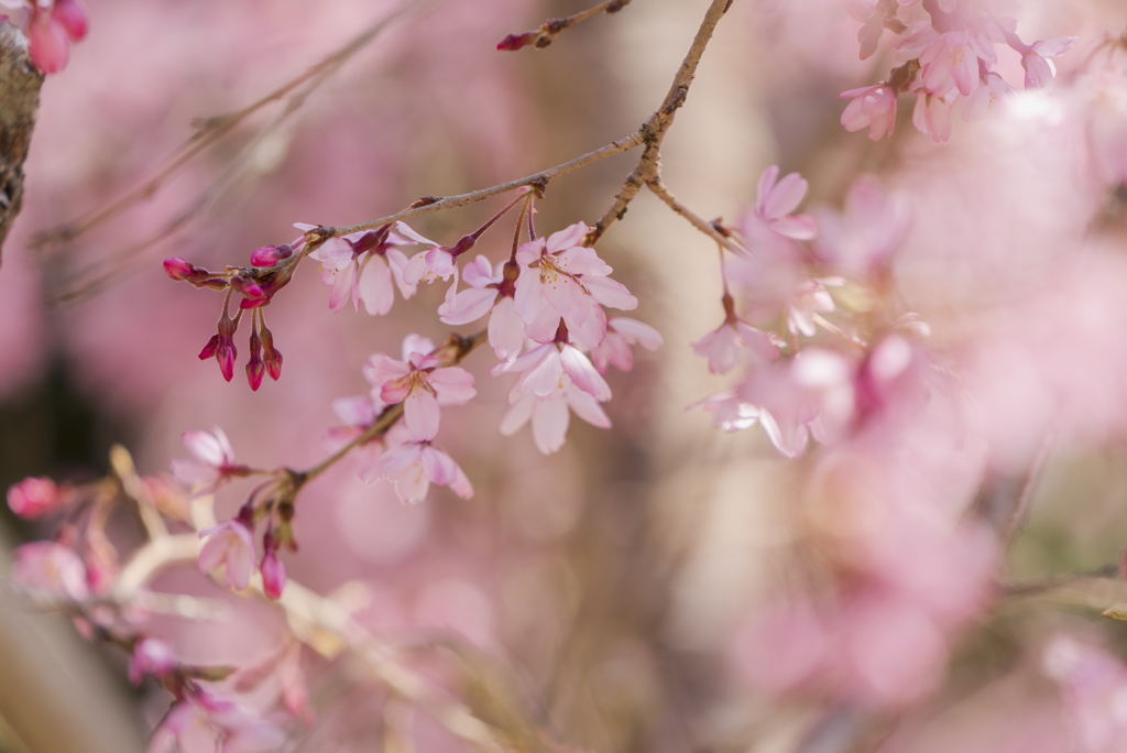 しだれ桜