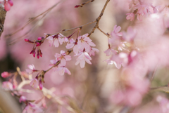 しだれ桜