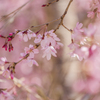 しだれ桜