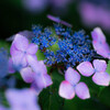 近所の紫陽花