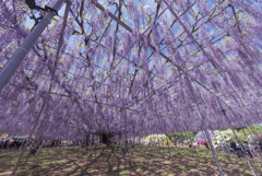 足利フラワーパークにて