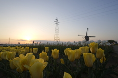夕陽と鉄塔と風車とチューリップ