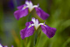 花菖蒲--3