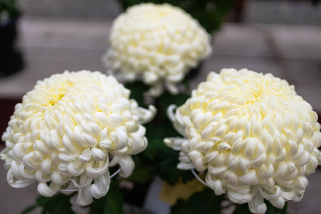 菊花