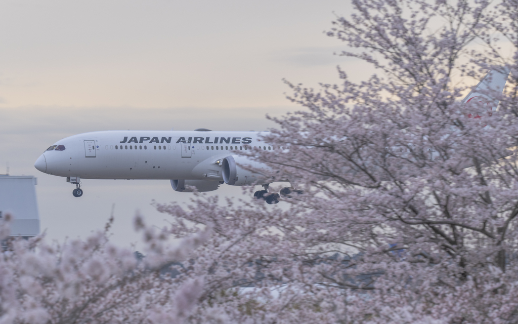  さくら到着便（JAL）