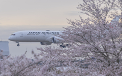  さくら到着便（JAL）