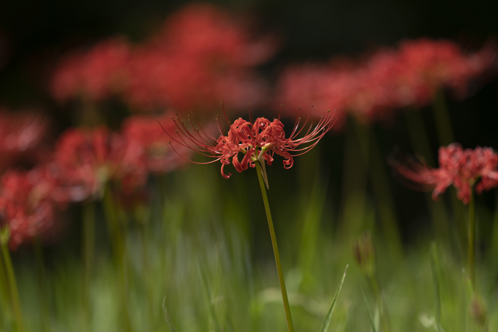 Lycoris