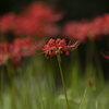 Lycoris