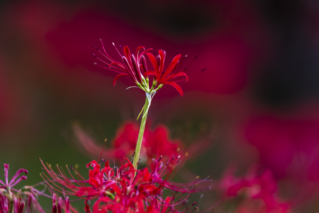 Lycoris