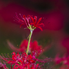 Lycoris