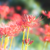 Lycoris