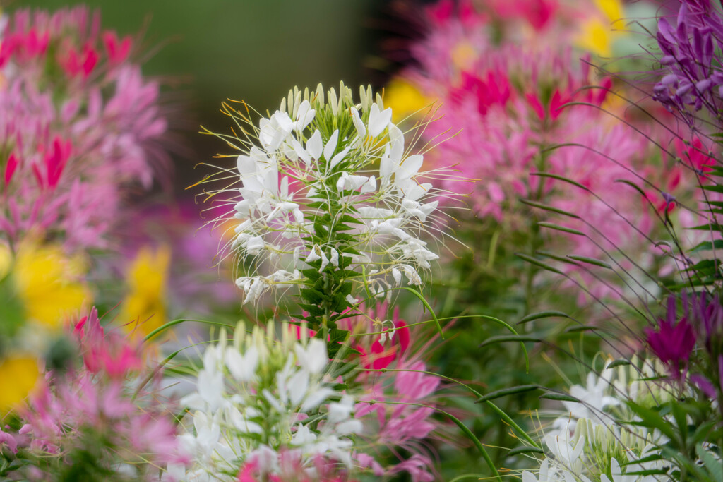 さくらの山公園のお花