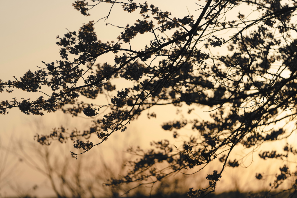 師戸城址の桜
