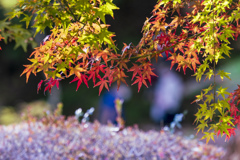 錦秋成田山