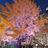 銀杏のライトアップ