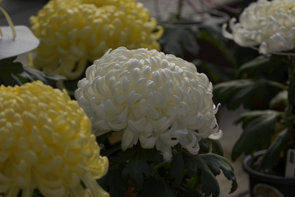 成田山新勝寺にて