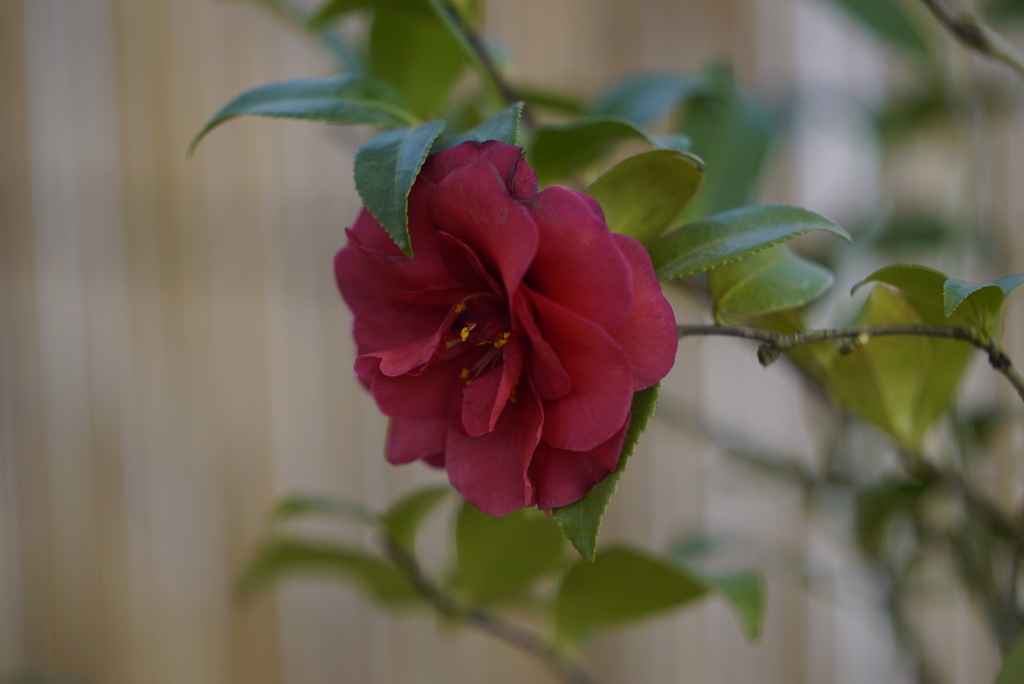 赤く咲いても冬の花