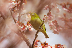 寒桜とメジロ君