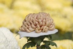 成田山新勝寺にて