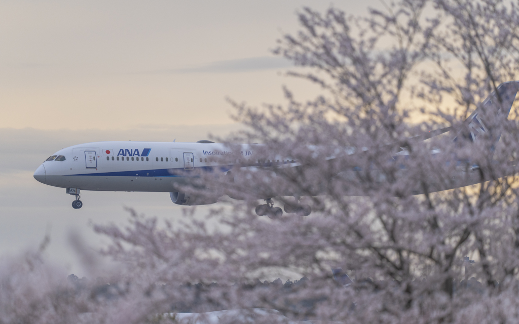 さくら到着便（ANA）