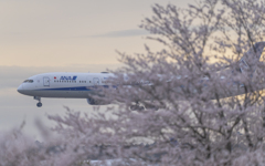 さくら到着便（ANA）