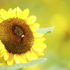 夏・ひまわり