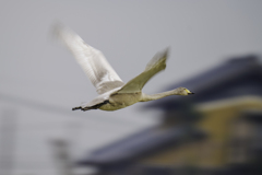 白鳥さん