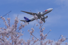 春色成田（FEDEX）