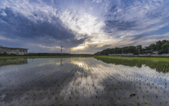 田んぼレフ朝景