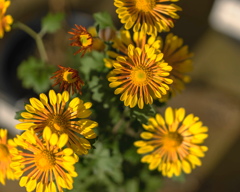 菊花