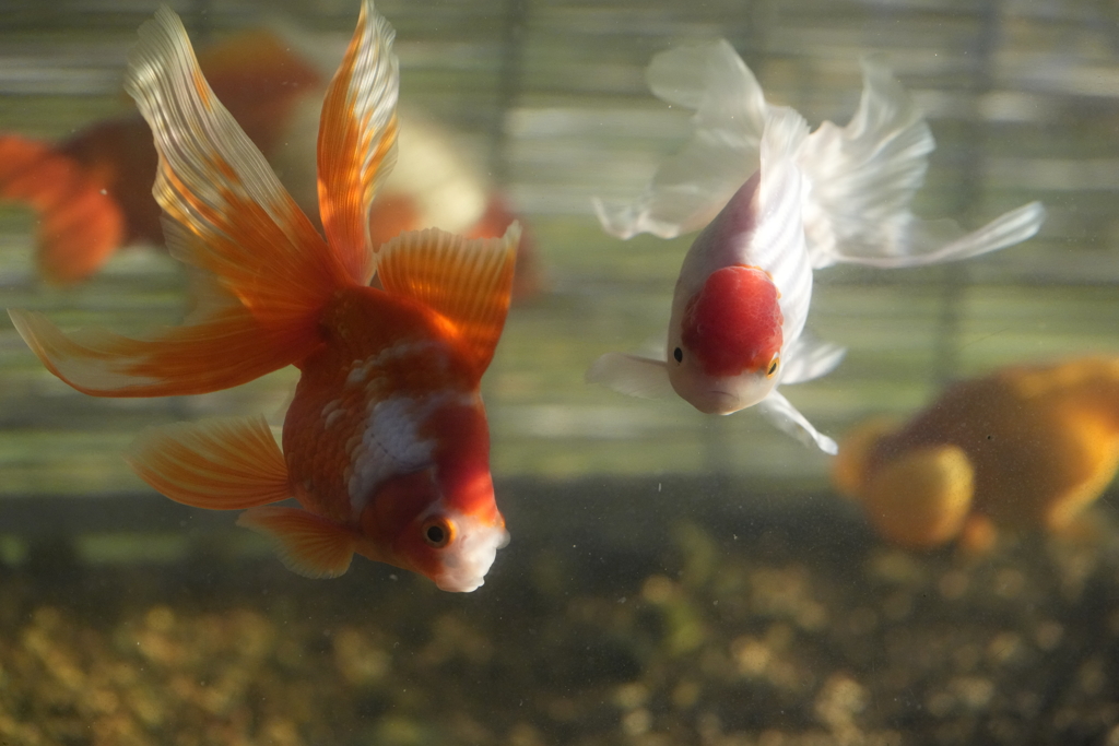 琉金と丹頂