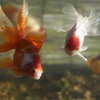 琉金と丹頂