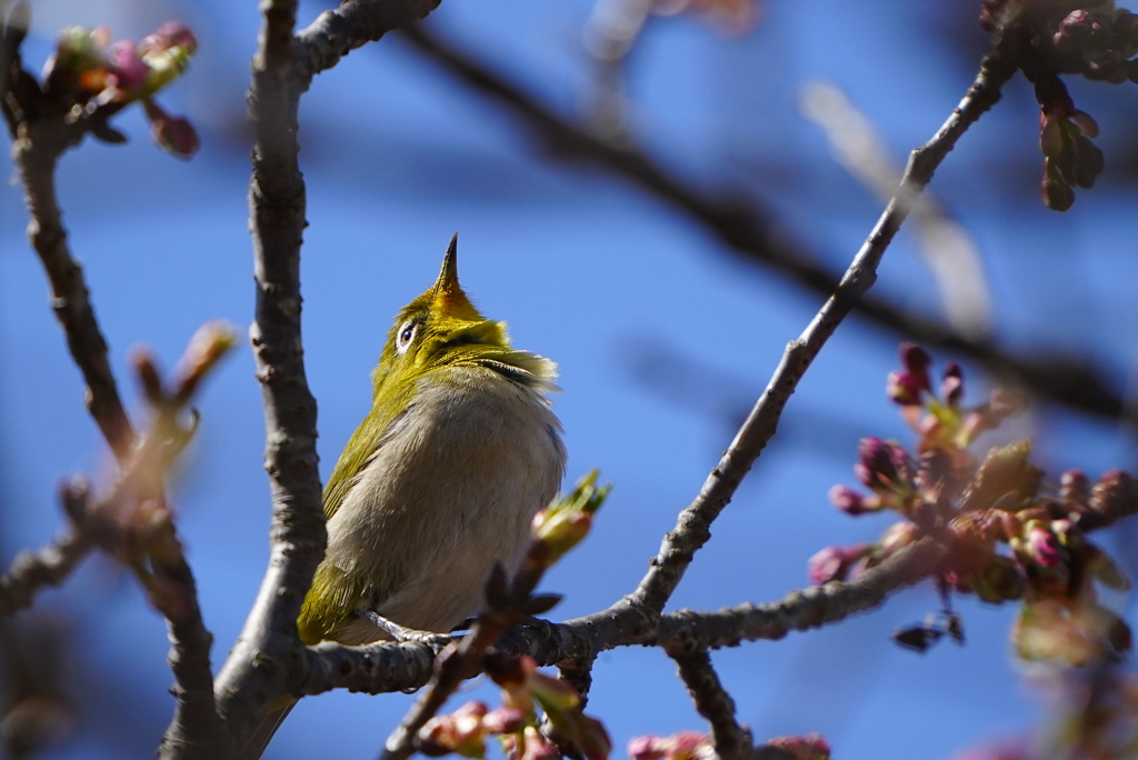 河津桜とメジロ君