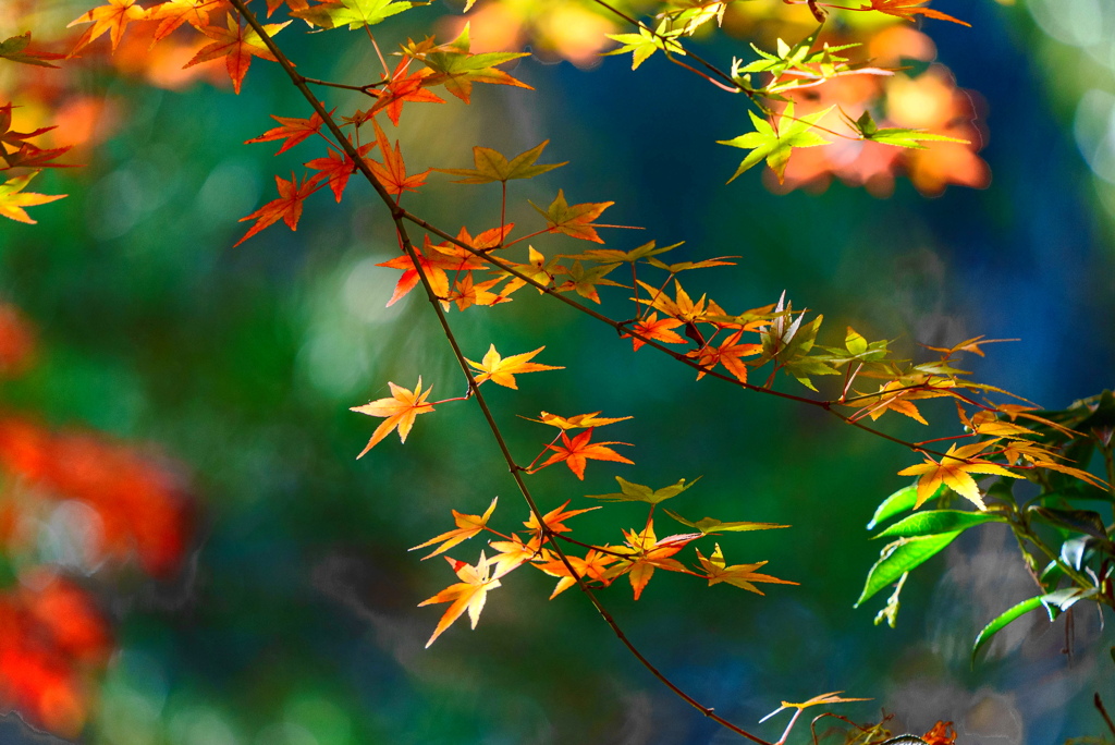 紅葉