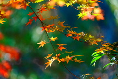 紅葉